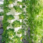 What crops are grown in vertical farms?