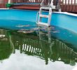 Easy Ways to Clean a Pool That Has Been Sitting For Years